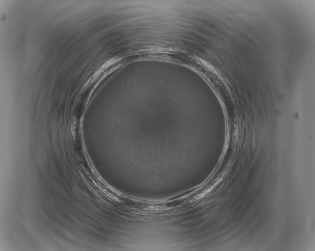 X0000085261161200703231708