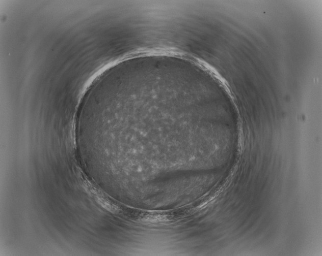 X0000085261174200703231708