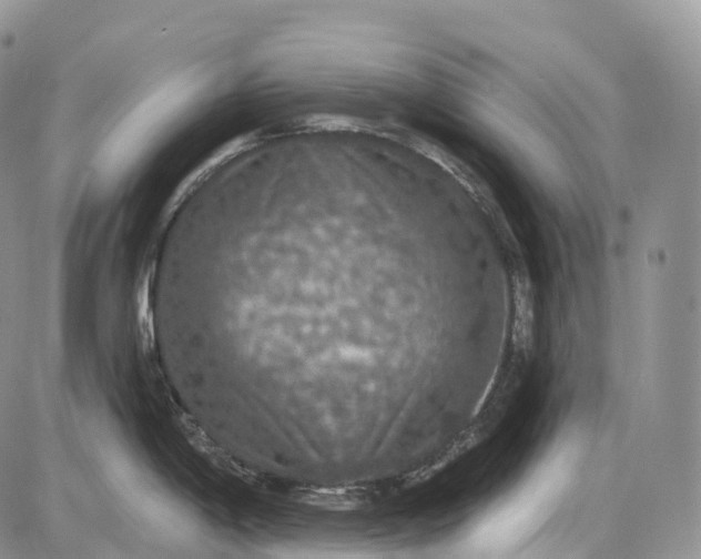 X0000085261198200703231707