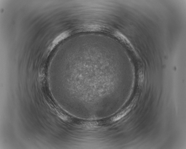 X0000085261210200703231706