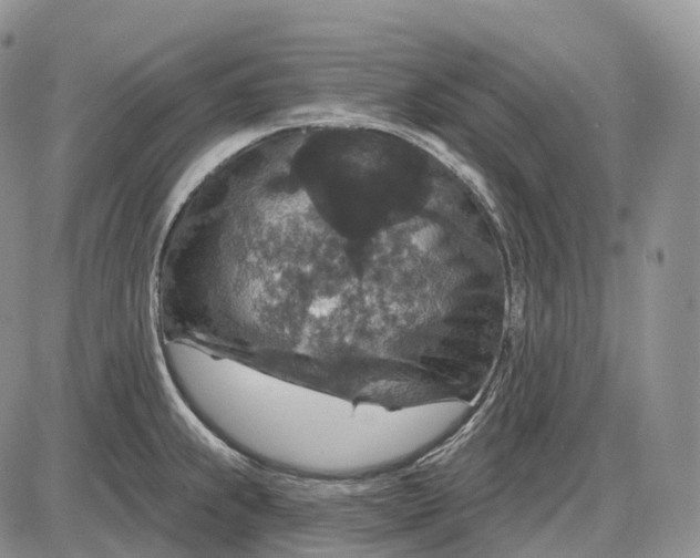 X0000085261239200703231707