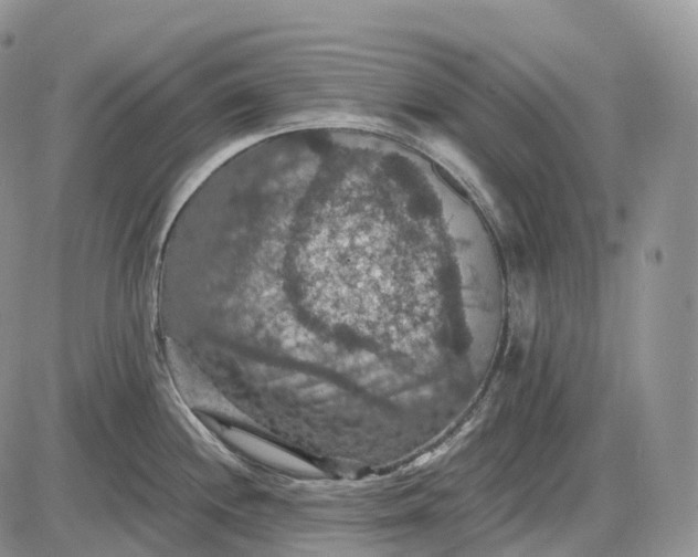 X0000085261244200703231707