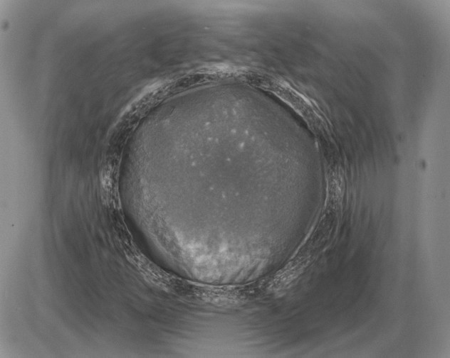 X0000085261254200703231706