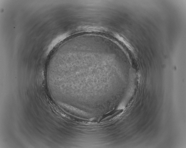 X0000085261261200703231706