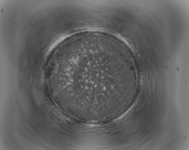 X0000085261263200703231706