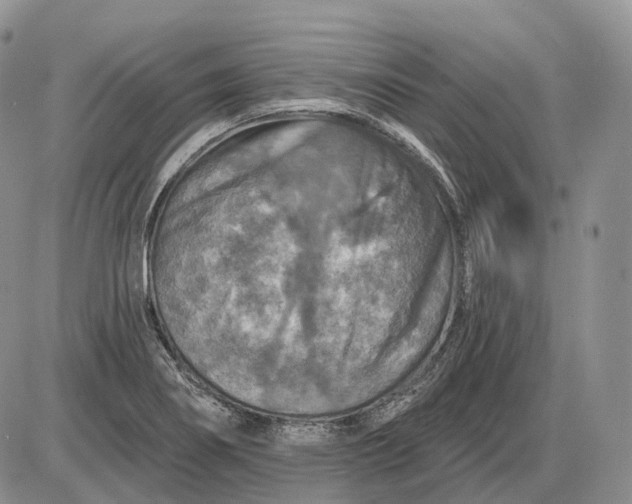 X0000085261274200703231706