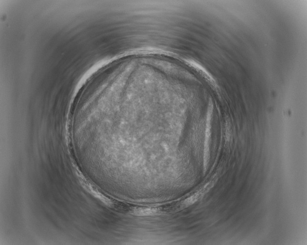 X0000085261278200703231706