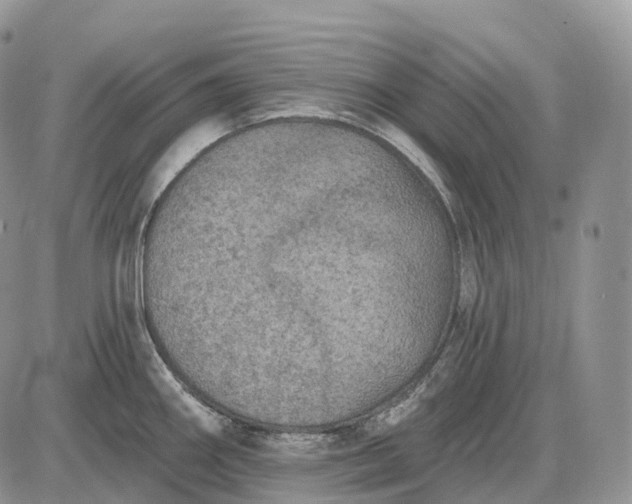 X0000085261290200703231706