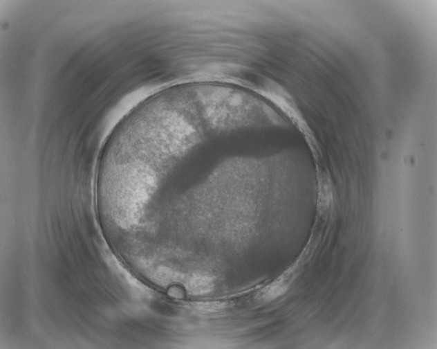 X0000085261294200703231706