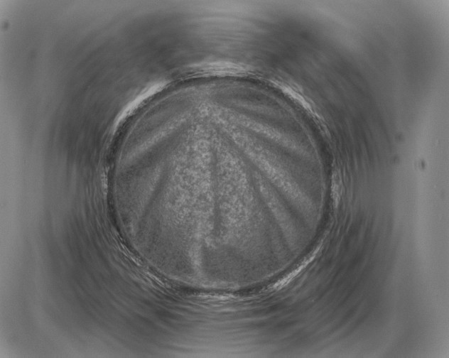 X0000085261309200703231705