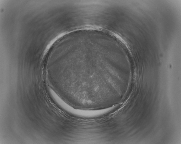 X0000085261310200703231705