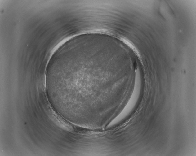 X0000085261324200703231705