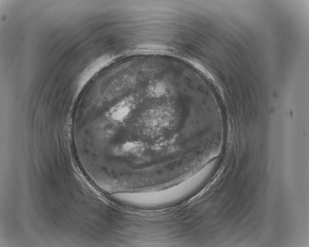 X0000085261325200703231705