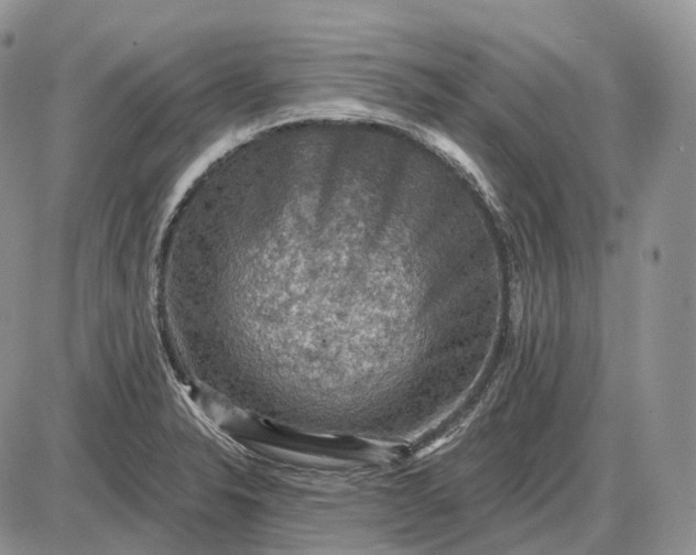 X0000085261326200703231705