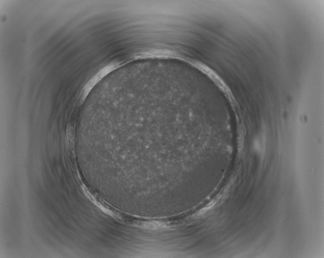 X0000085261337200703231705