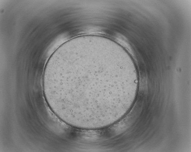 X0000085261338200703231705