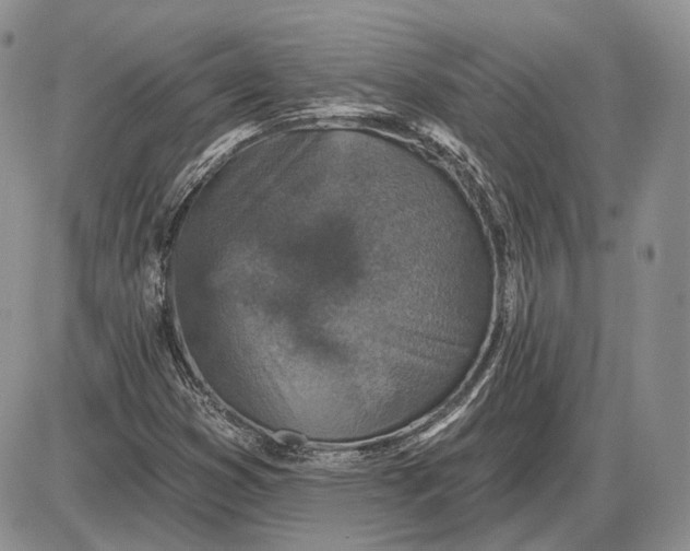 X0000085261353200703231705