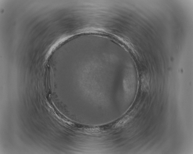 X0000085261363200703231704