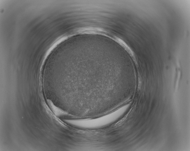 X0000085261384200703231704