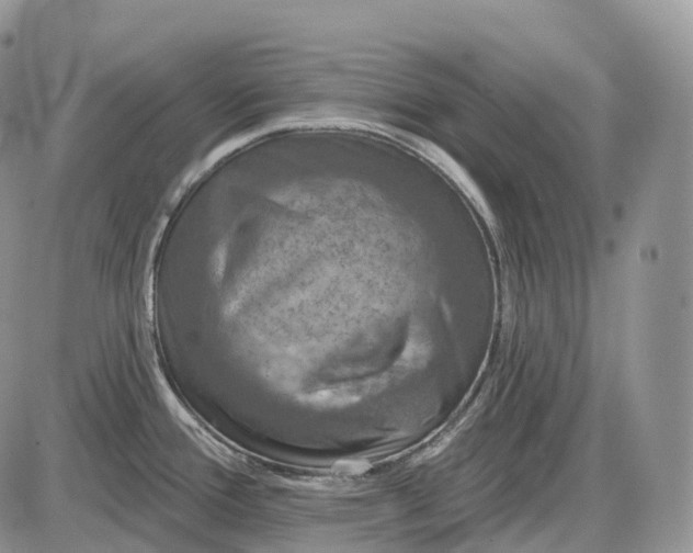 X0000085261388200703231704