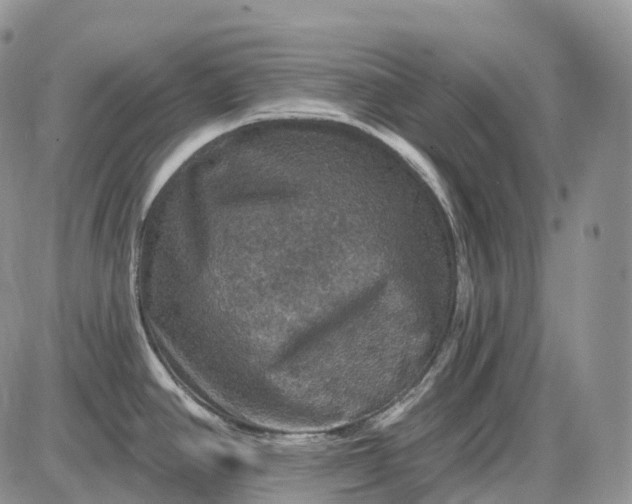 X0000085261390200703231704