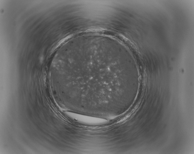 X0000085261401200703231703