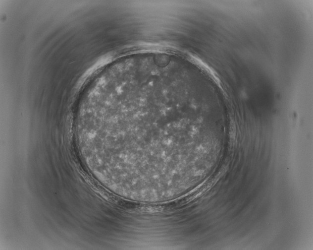 X0000085261411200703231703