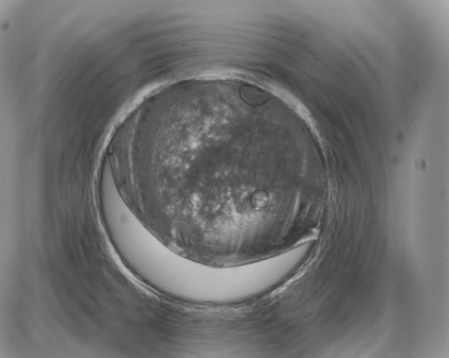 X0000085261429200703231704