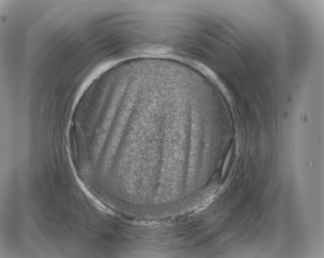 X0000085261432200703231704