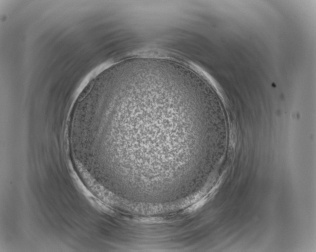 X0000085261434200703231704