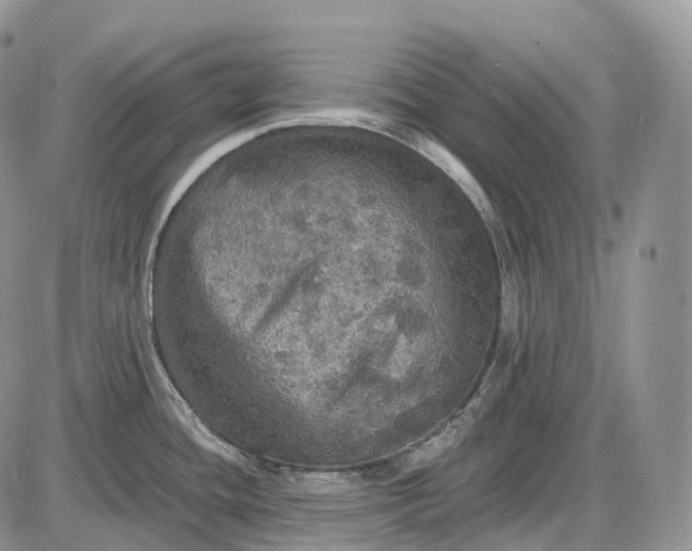 X0000085261436200703231704