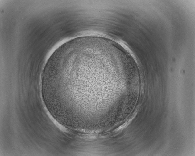 X0000085261438200703231704