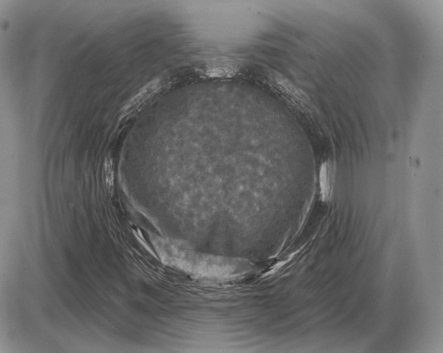 X0000085261443200703231703