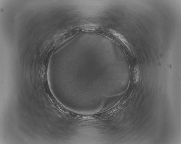 X0000085261445200703231703