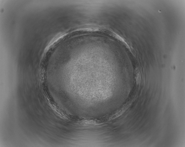 X0000085261448200703231703