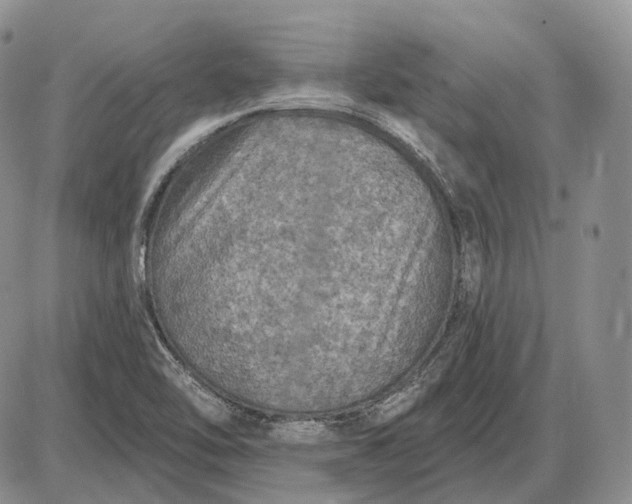 X0000085261462200703231703