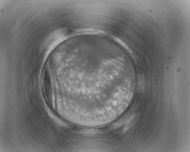 X0000085261474200703231703