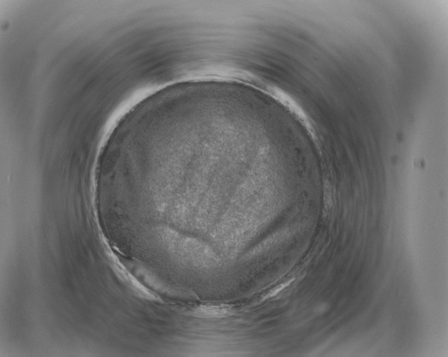 X0000085261480200703231703