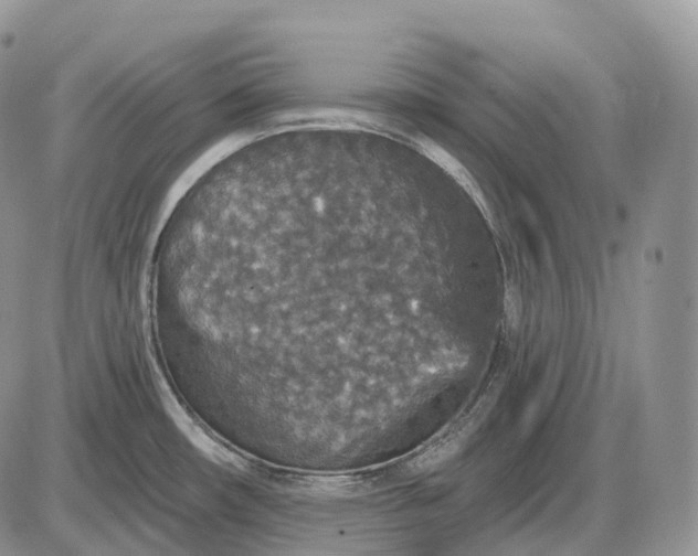 X0000085261482200703231702