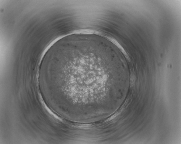 X0000085261484200703231702