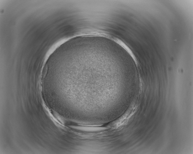 X0000085261485200703231702