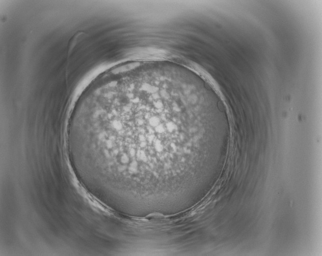 X0000085261488200703231702