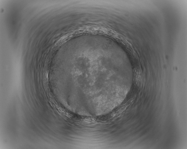 X0000085261489200703231702