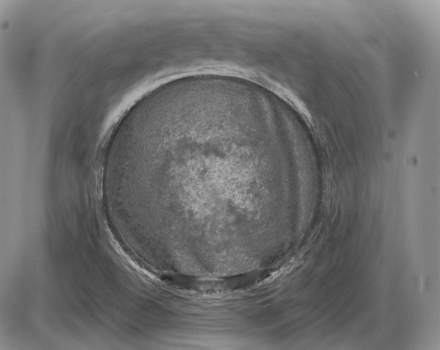 X0000085261504200703231702