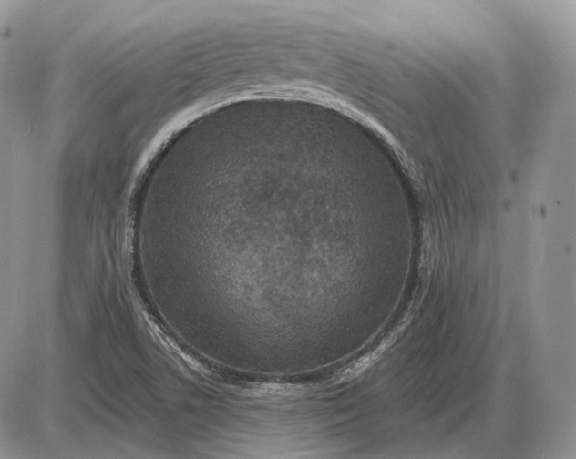 X0000085261506200703231702