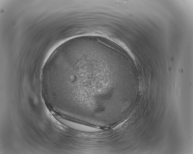 X0000085261532200703231702