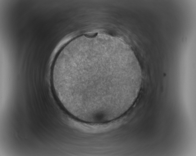 X0000085260006200703301843