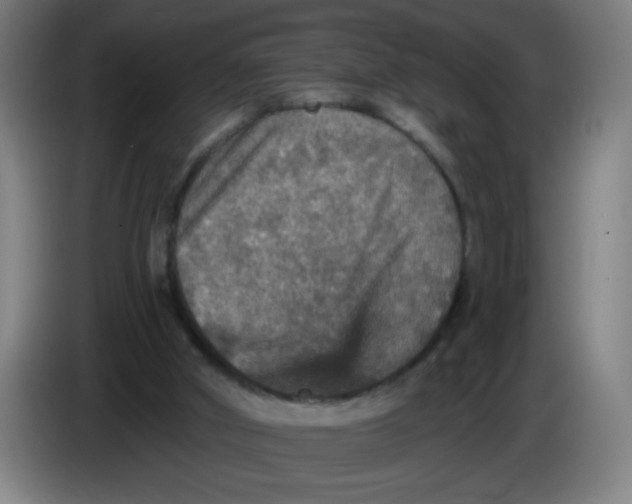 X0000085260010200703301842