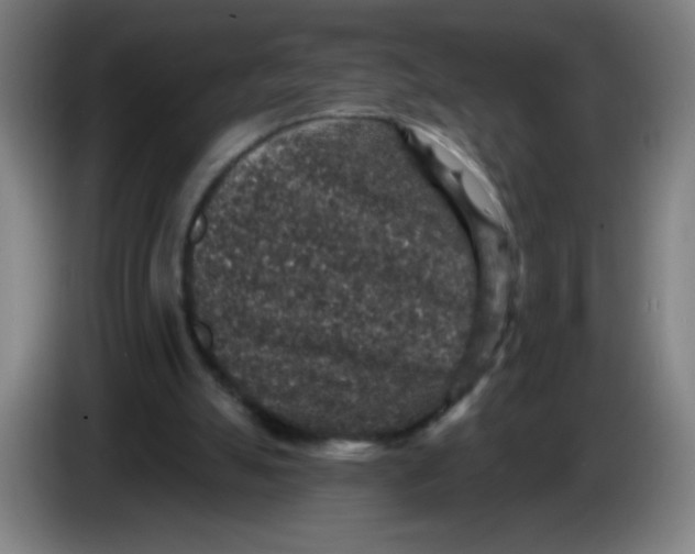 X0000085260055200703301841