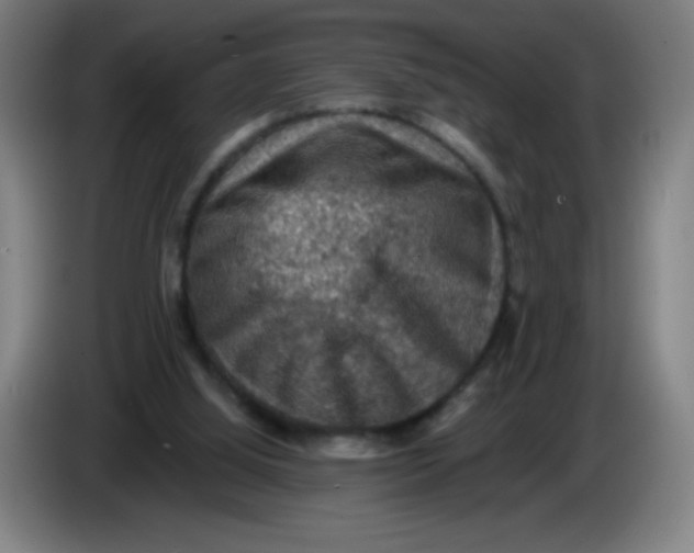 X0000085260060200703301841